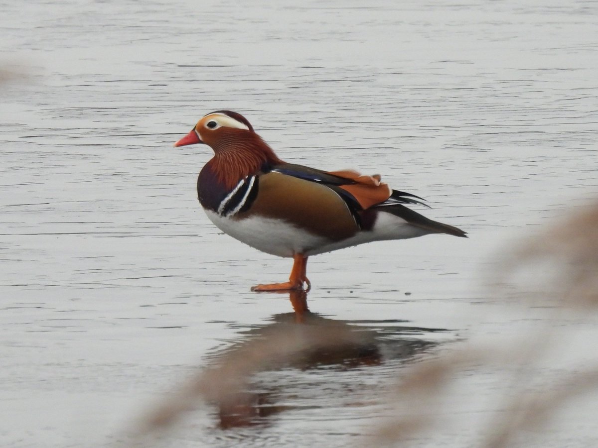 Mandarin at Filby Broad this afternoon