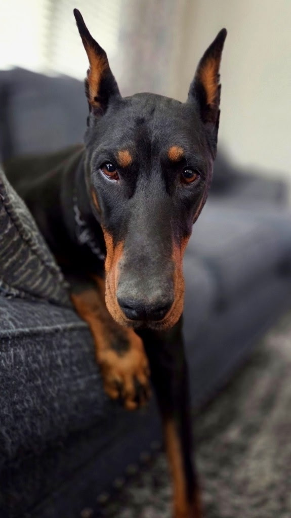 Quadruple XL most biggliest baby puppy is now 6.
Daisy is also still a complete spazz. Euro Dobies never grow up 😅