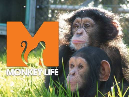 the_don_pauly's tweet photo. @Coins_Kid Help #SaveTheMonkeys at @MWApeRescue
5jPAVBTrCVWNy2Lh9wtyV6y6XMvD4UAgADjEnMp8BAGS https://t.co/dXw8QkZfvp
