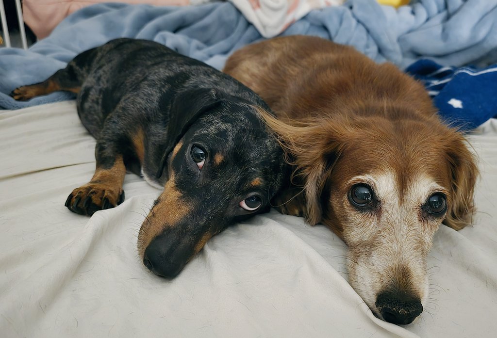 I need to start giving my energy to people who give it back.

On another note, here are my dogs being cute ♡