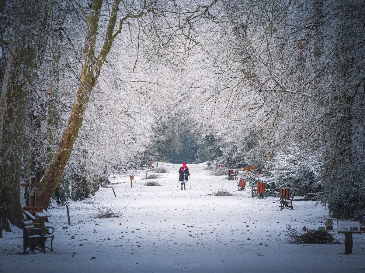 MeteoWlkp's tweet photo. Szadź w Arboretum Kórnickim, 9/10.01.2026. https://t.co/F03DrrhnTn