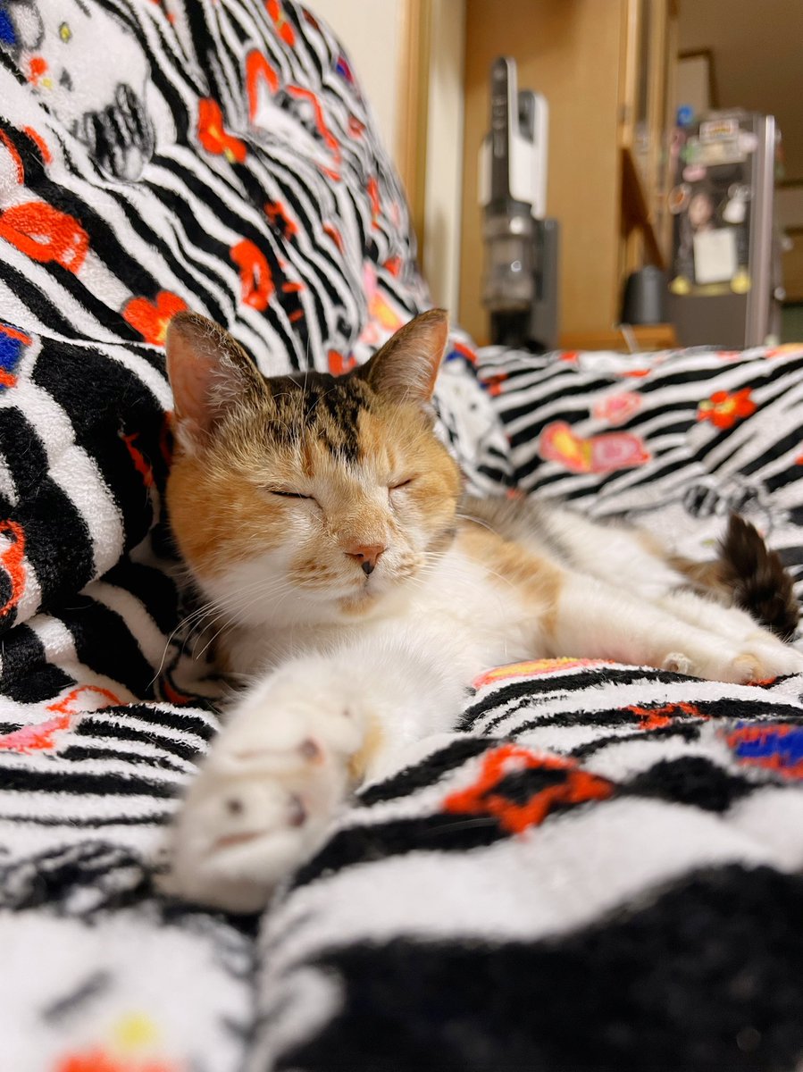 Post by あめちゃん🐱 on X: 🐱