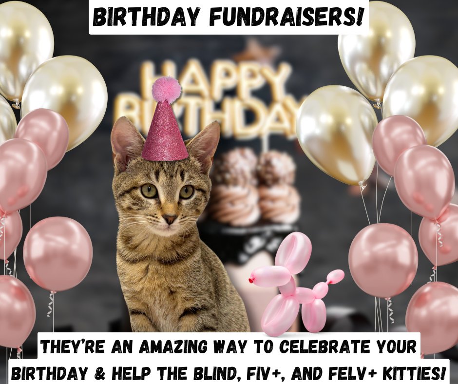 BlindCatRescue's tweet photo. Please consider donating your birthday to help Blind Cat Rescue if you have a facebook! By doing so, you can help us provide for blind, FIV &amp; leukemia-positive cats in need of medical care, food, and shelter. Thanks so much!😺💙🐾 https://t.co/Qh1pYKo8lm https://t.co/dWAFm4DHnW