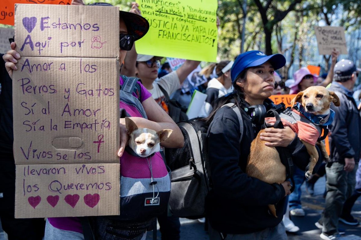 El_Universal_Mx's tweet photo. 🗣️ "Fue despojo, no rescate"

🐶🐱 Cientos de animalistas y rescatistas realizaron una marcha sobre Paseo de la Reforma, a cinco días de que el Gobierno capitalino anunciara el rescate de 936 animales del Refugio Franciscano, ubicado en la alcaldía Cuajimalpa.

📸#FOTOS: Hugo Salvador | EL UNIVERSAL
https://t.co/pd0DhJWAl2