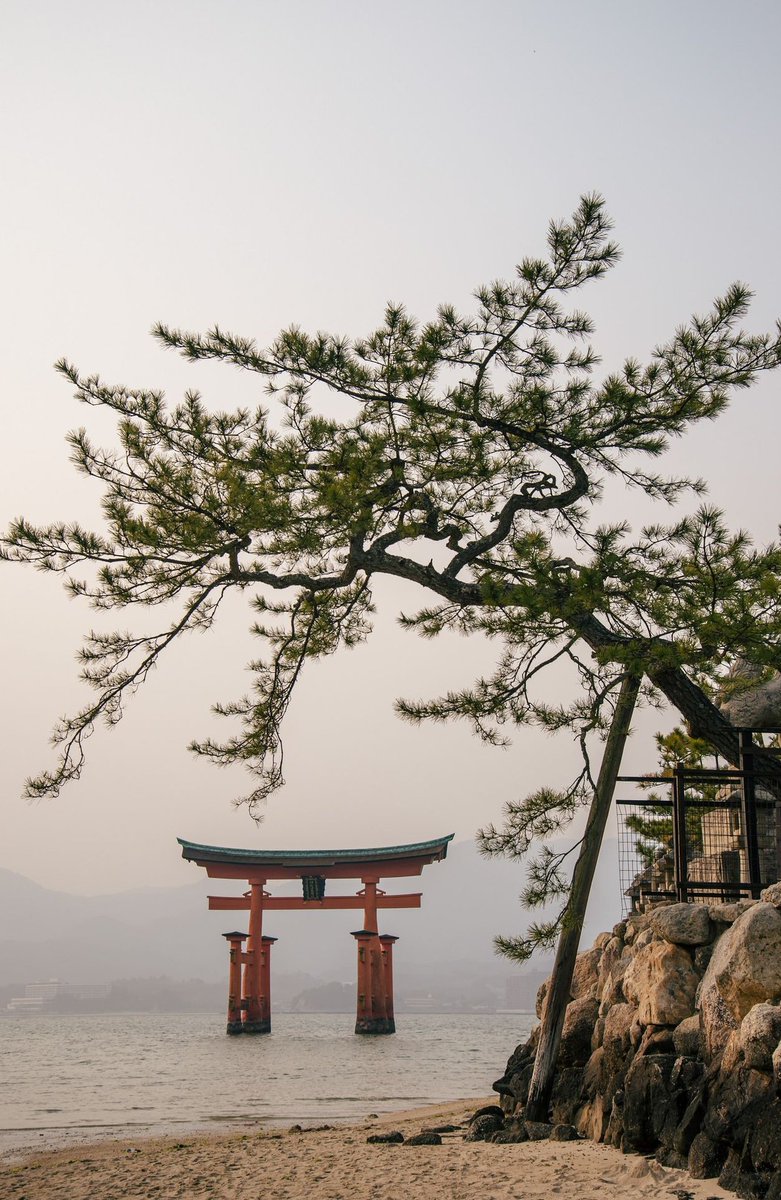 tm_alan's tweet image. 今朝6時に起きたのに昼間眠くなった 🐄