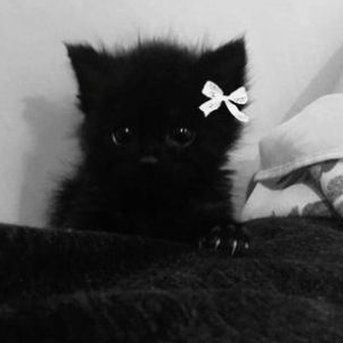 Jordan_Chambers's tweet image. スマホの容量足りなくなった 🐥