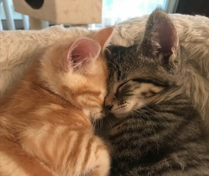 bea 𐙚 (@snoopybuddiee) on Twitter photo 