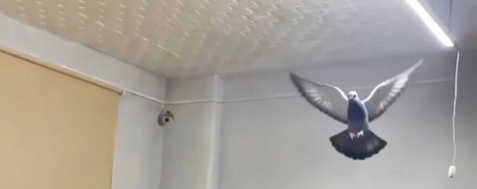 olum sakın twiti açmayın amk gülmekten yerden kalkamıyom