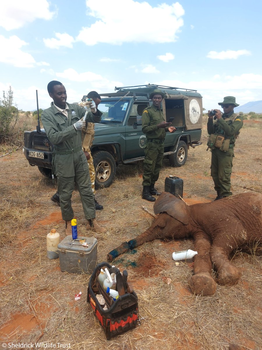Sheldrick Wildlife Trust tweet media