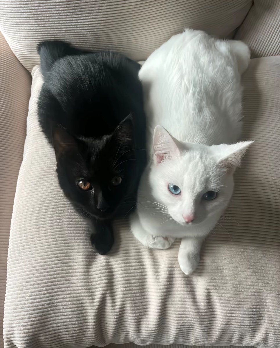 eith_less's tweet image. Quando vejo essas carinhas eu sou o pai bichológico mais babão do mundo. 

🖤🤍