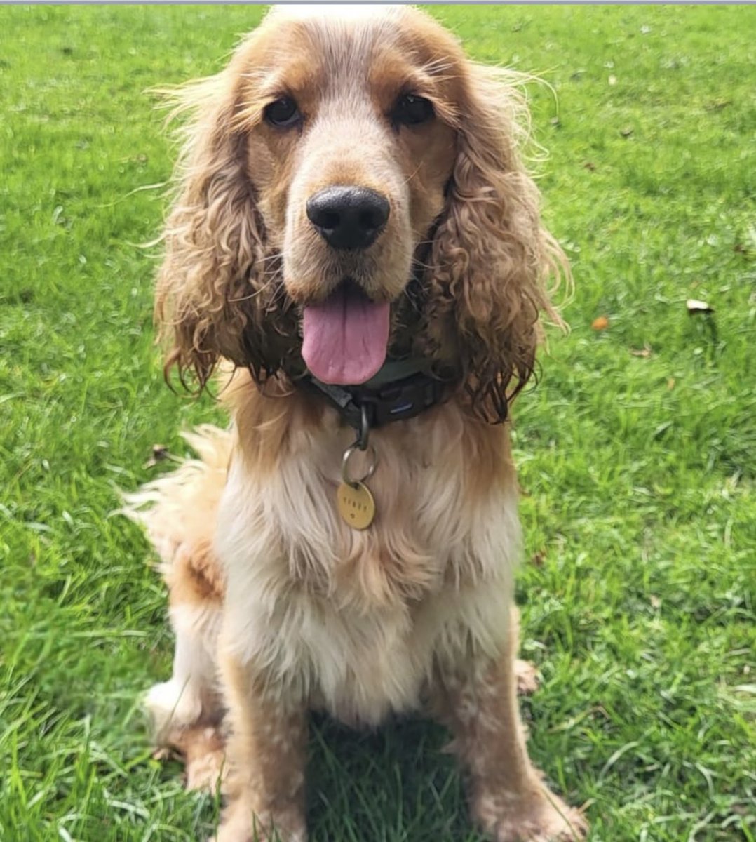 #StolenDogHour 

HAVE YOU SEEN ME? 
My names MONTY - police have issued my family with a #CRN please help me home THANK YOU 🆘 
Taken from #Kingswood area #HighWycombe #HP13 21/12/25 

doglost.co.uk/dog/201373

<a href="/MissingPetsGB/">Missing Pets GB</a> <a href="/LisaClareRead2/">Lisa Clare Read 💙</a> <a href="/WittmanHelga/">hel wittman</a> <a href="/RachaelB100/">Rachael</a>