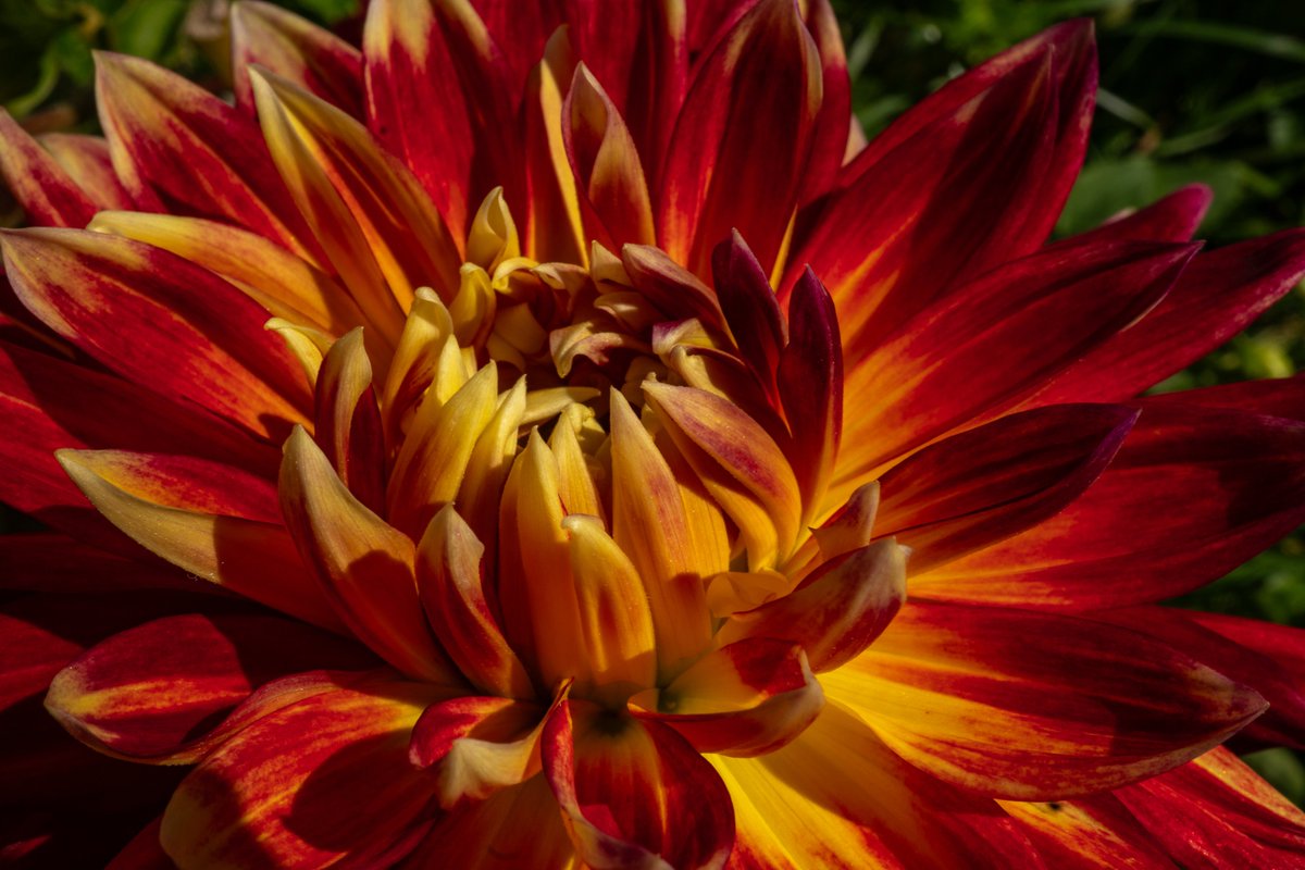 XmxHowes's tweet photo. Check out my Flower collection available here https://t.co/eq4GUCqKzG
#wallartforsale #wallart #gifts #giftideas #Dahlia #flower #macro #closeup #FlowerPhotography #beauty #meditation #bloom #art #floralart #flora #vibrant #colorful #redandyellow https://t.co/Sx5If5iTH4