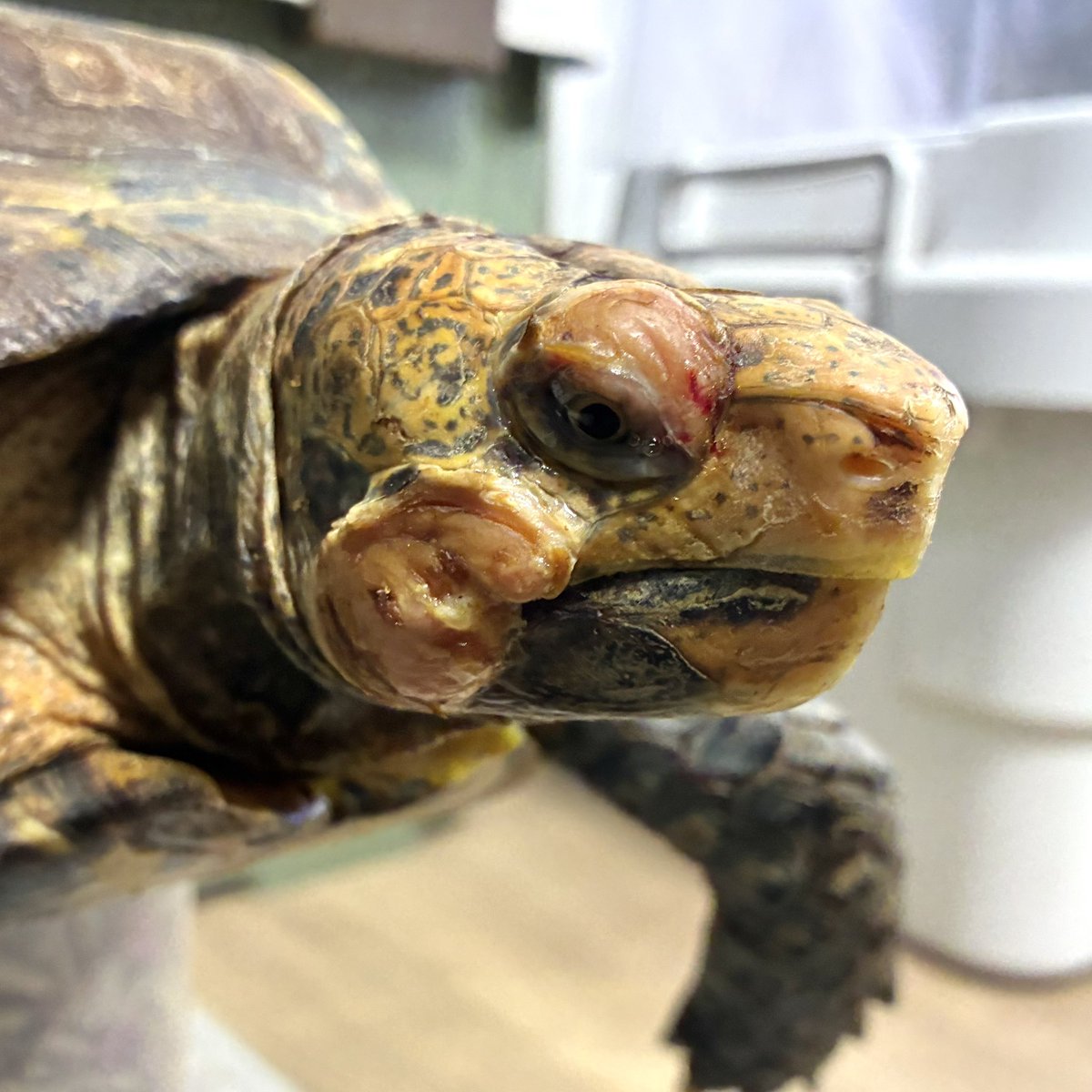 かかりつけ医と話し合って投薬は一旦中止することに。次回の検査まで暫くの間、大したことではないけれど飼育者の責任でやれることをやってみる。
#ManouriaImpressa