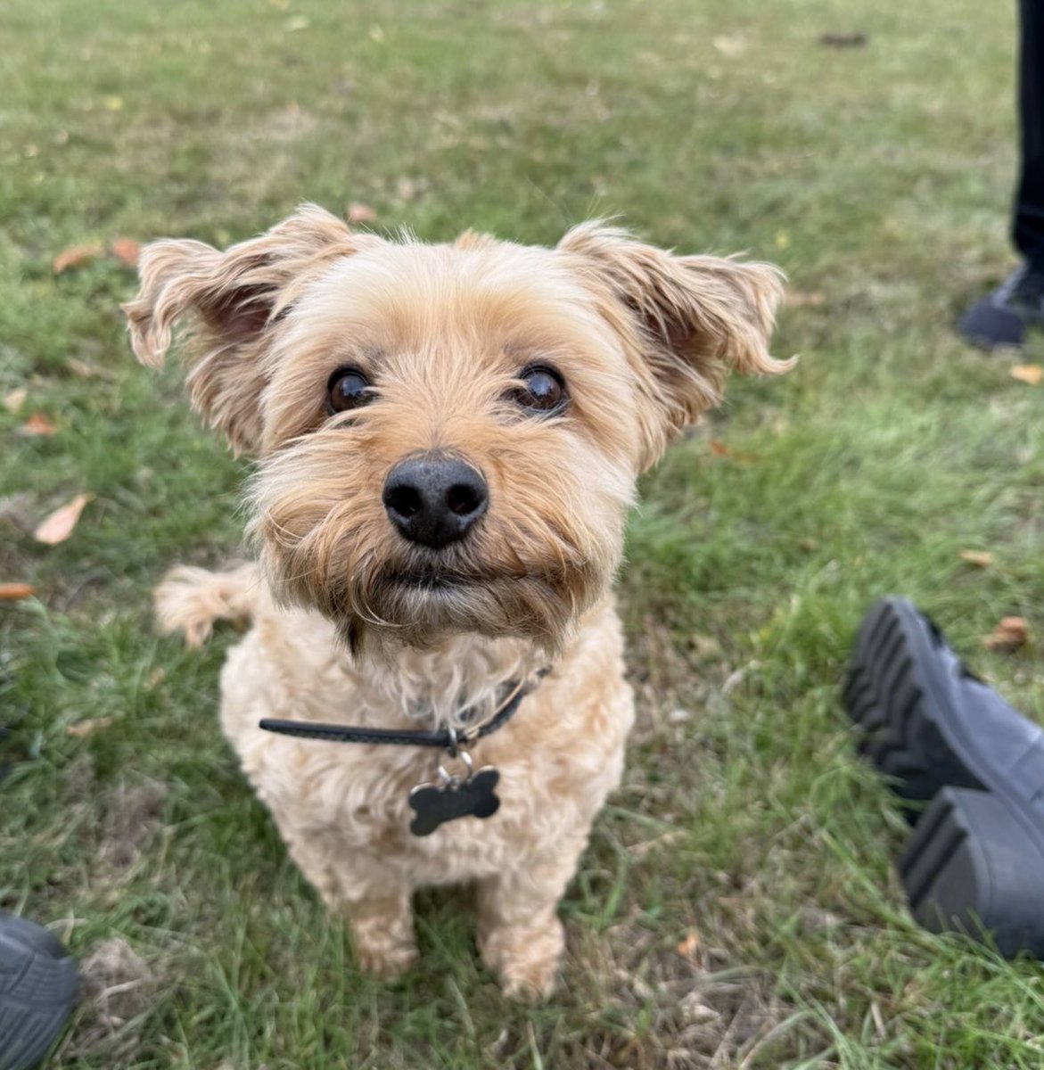 #StolenDogHour 

SIMBA TAKEN 18/12/25 
#Southgate #GreaterLondon 
#N13 
Male #YorkshireTerrier cross 
CHIPPED - take to a vet pls say you found him to help him home please 

doglost.co.uk/dog/201337