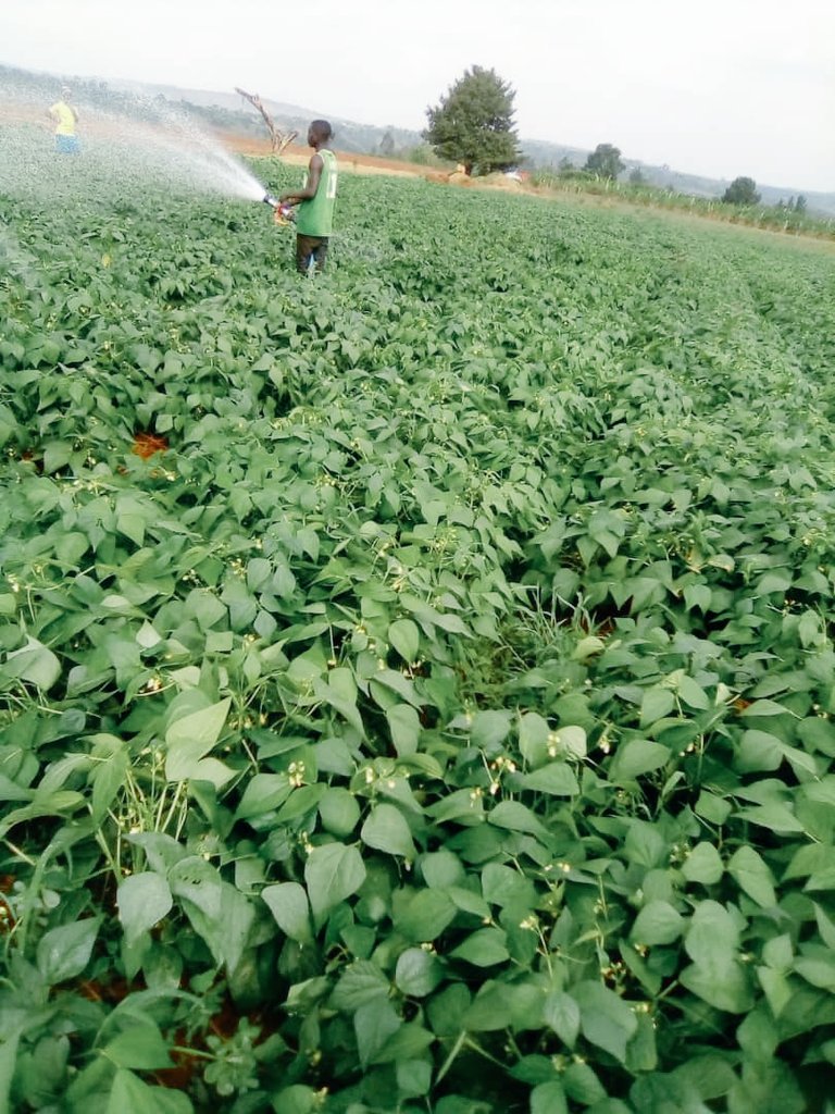 Farming, science and technology Is the only solution for hunger in world and african particularly that is why <a href="/SmartU1704/">U&I SMART AGRI LTD</a> take action.
#smartfarmingafrica, #ClimateActionNow