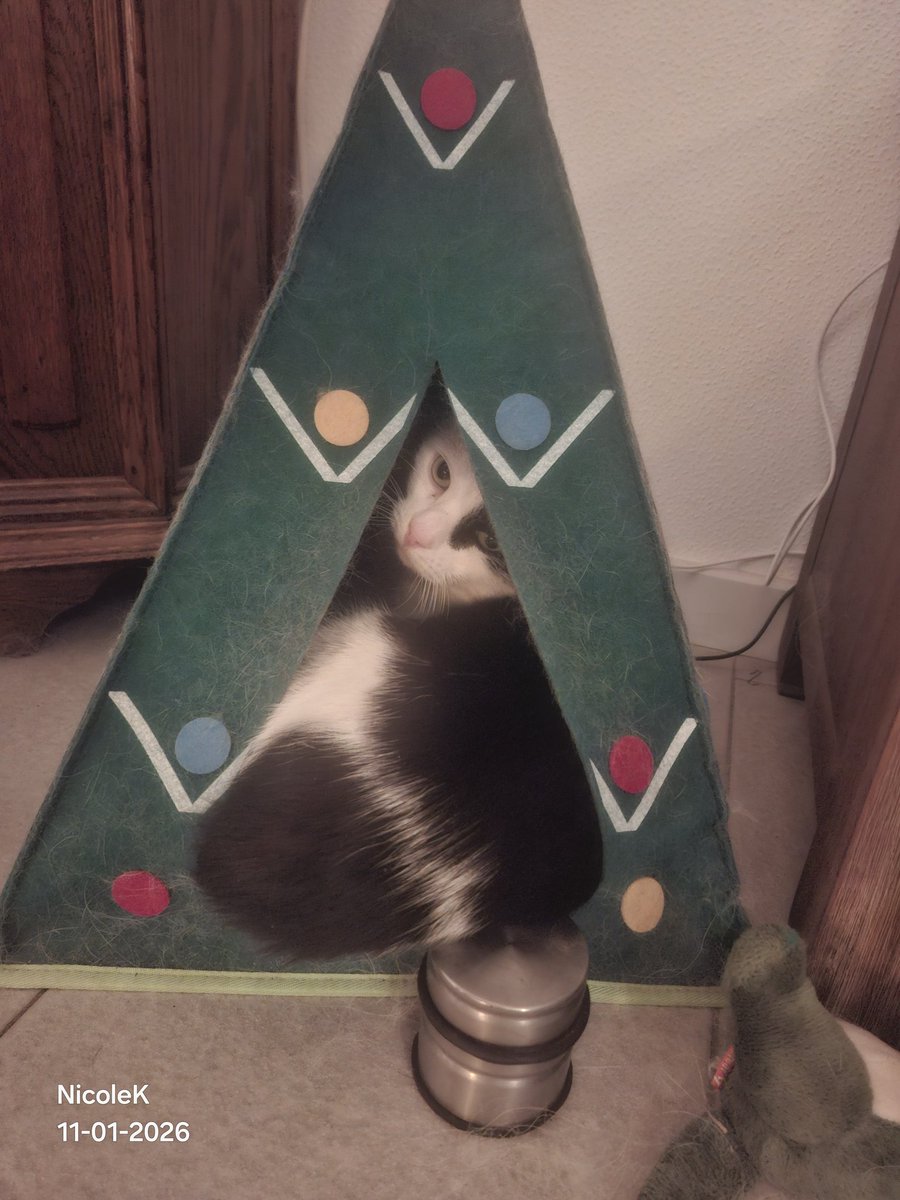 boyke_babs's tweet photo. Frouwmens is bang dat ik uit mn tipi rol en heeft daarom een deurstopper tegen mn bips gezet 🙀. Zo dik ben ik toch niet 😾? https://t.co/CBmXyjjepU