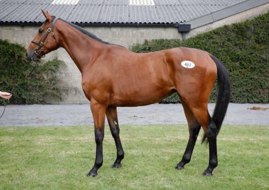 Tim Dennis Racing and Bloodstock tweet media