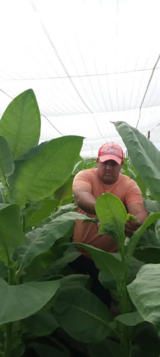Noel Rolando Benítez y su padre, Pablo Miguel Benítez, ambos productores de la (UEB) Camajuaní  se encuentran inmersos en lo que definen como la mayor campaña de su historia, aseguran sobrepasar las 120 hectáreas plantadas y lograr no menos de 150 toneladas. 
#AgriculturaCuabana
