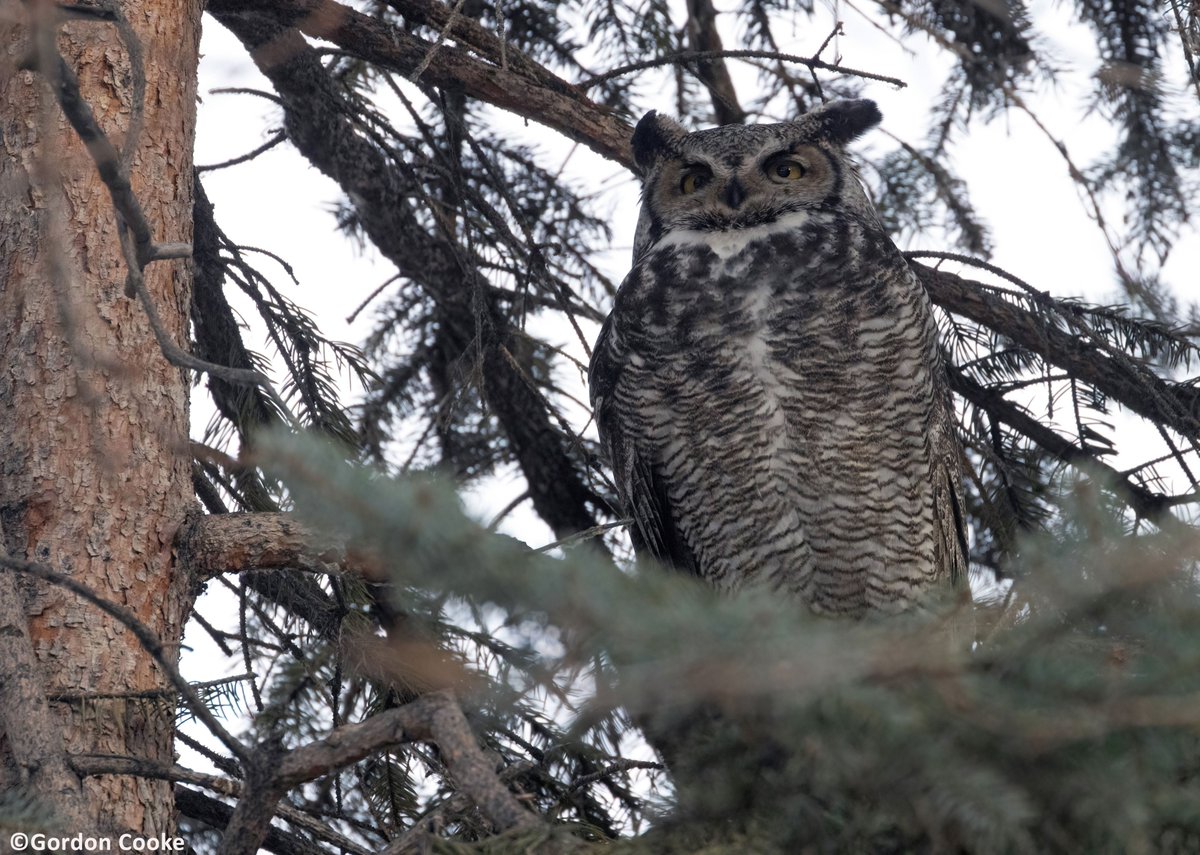 GordonCooke9's tweet photo. Great horned owl. Picture taken January 11 2026, Calgary. #owls #birds #Calgary #Alberta #wildlife https://t.co/AqTa0M43pQ