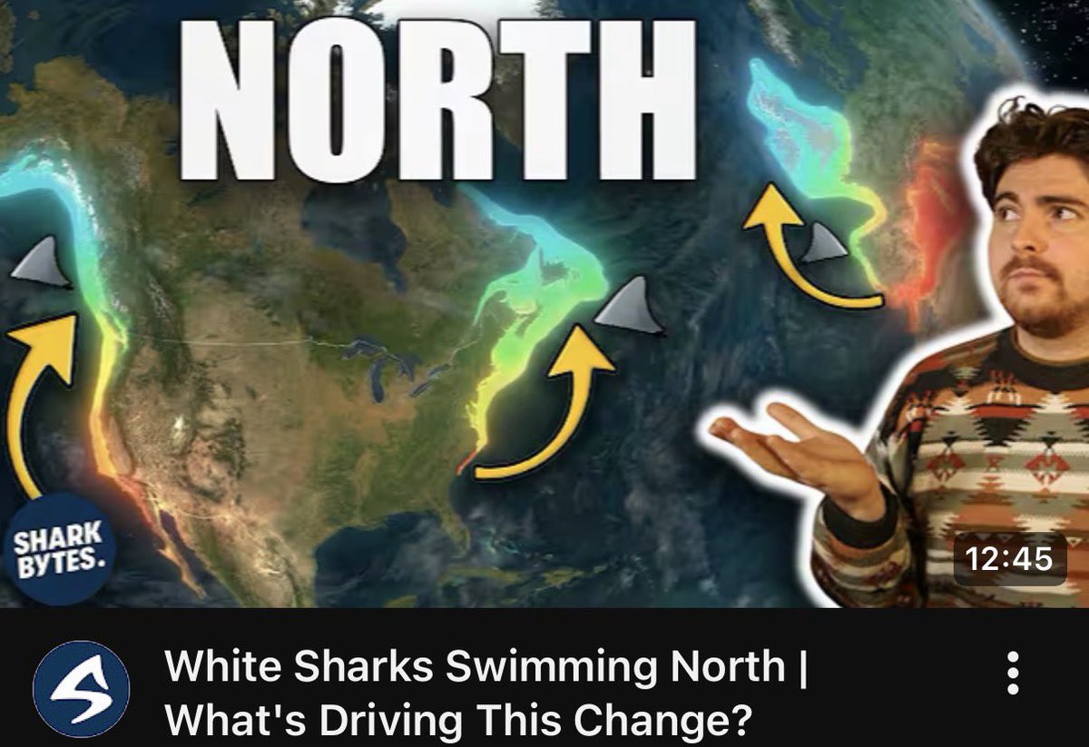 BRAND NEW #SHARKBYTES OUT NOW! Great white sharks are gradually moving further north, so is 2026 the year the finally push into waters they’ve never been before? Find out via the Shark Bytes homepage here: youtube.com/@sharkbytes?si…