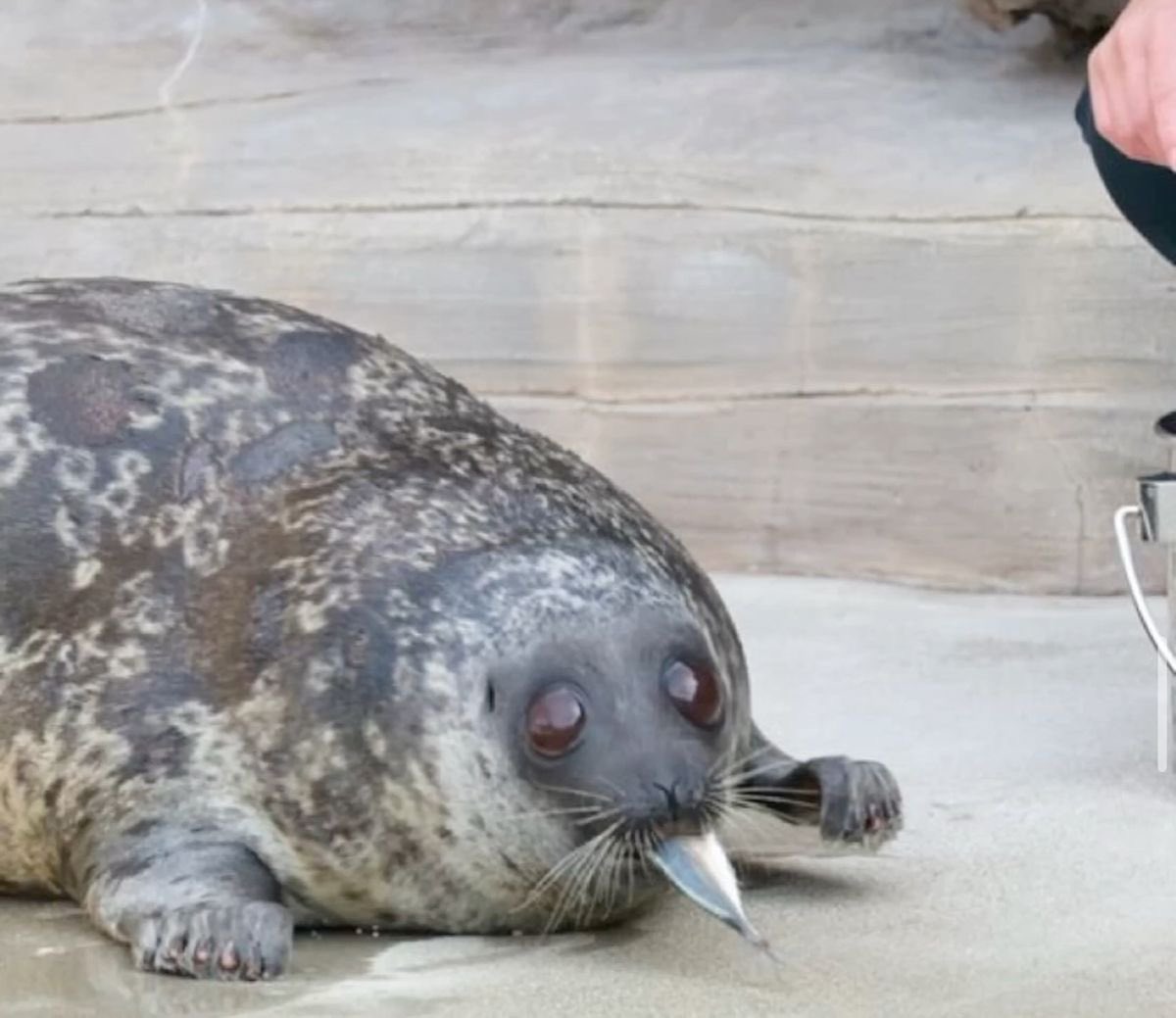 sealfilia's tweet image. sometimes i think alu really look like an alien 👽