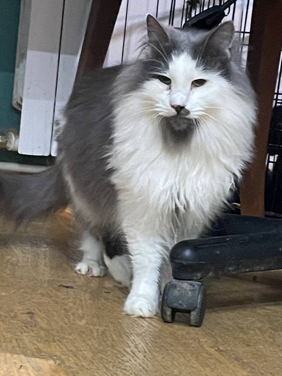 _Nameless_Mira's tweet image. Пухнаста хмаринка…
Кастрований кіт. Приблизно 5 років.
Він боїться, тому треба буде час на адаптацію.
Харків (але відправляємо в ваші міста України🫶🏻)
Для звʼязку: 0677881451 - Ірина