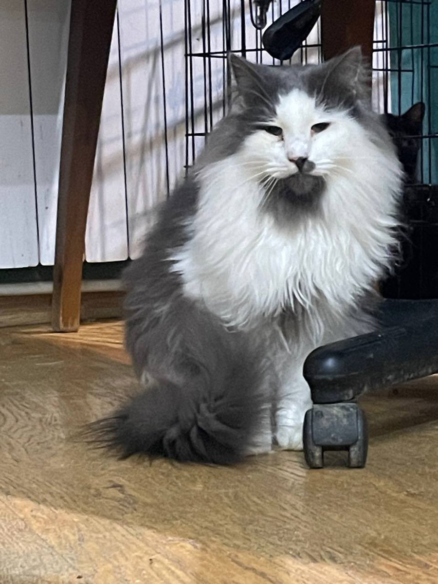 _Nameless_Mira's tweet image. Пухнаста хмаринка…
Кастрований кіт. Приблизно 5 років.
Він боїться, тому треба буде час на адаптацію.
Харків (але відправляємо в ваші міста України🫶🏻)
Для звʼязку: 0677881451 - Ірина