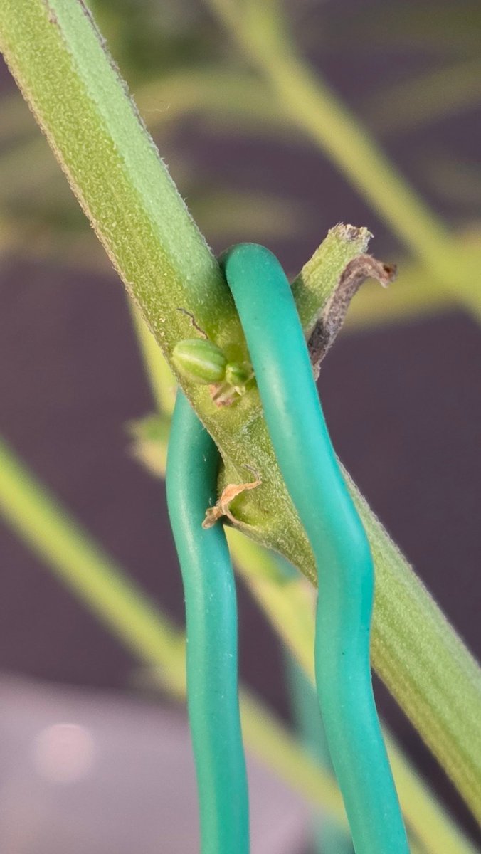 AlienFogMachine's tweet image. Night Moves inspection &amp;amp; topdress day. Only the one up front had thrown a few balls. Removed a few more branches than I had wanted but it cleaned up nice. The other 2 and the BB auto were clean.