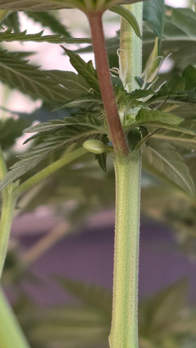 AlienFogMachine's tweet image. Night Moves inspection &amp;amp; topdress day. Only the one up front had thrown a few balls. Removed a few more branches than I had wanted but it cleaned up nice. The other 2 and the BB auto were clean.