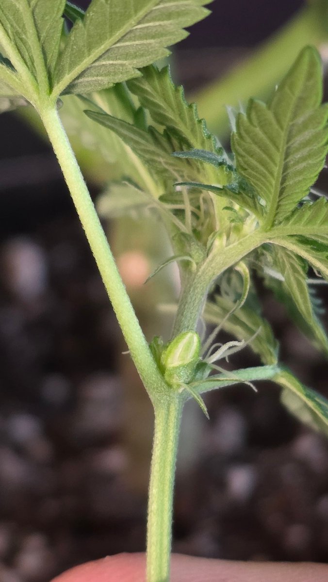 AlienFogMachine's tweet image. Night Moves inspection &amp;amp; topdress day. Only the one up front had thrown a few balls. Removed a few more branches than I had wanted but it cleaned up nice. The other 2 and the BB auto were clean.