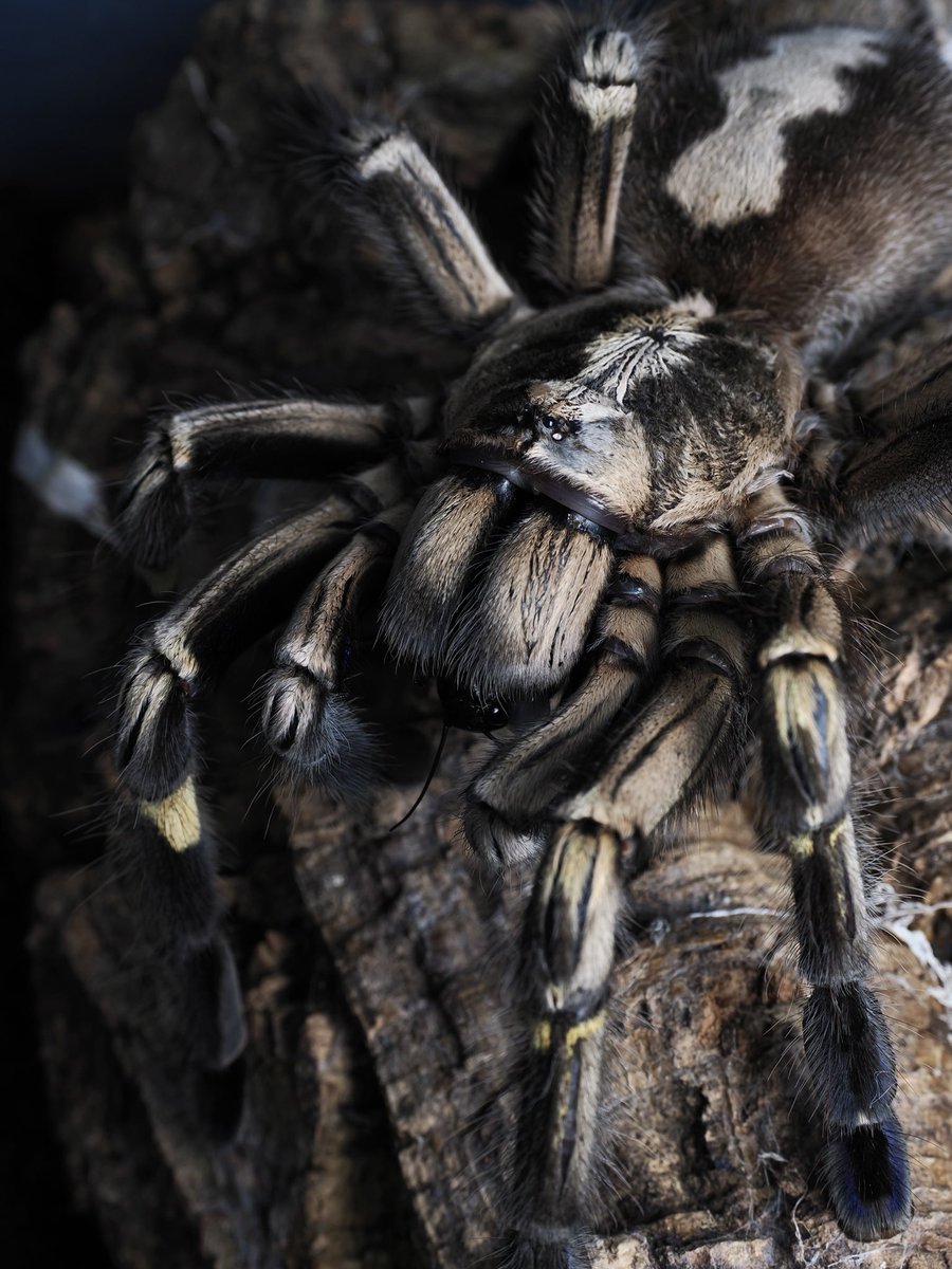 Poecilotheria metallica
今月で21歳か。年齢的に生きてるかなと必ず真っ先にチェックしてしまうクモ。ちゃんとコオロギ消化してくれてるくらいには元気しております。