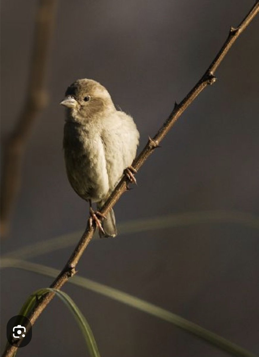 Kaktüs (@kaktuspooo) on Twitter photo 