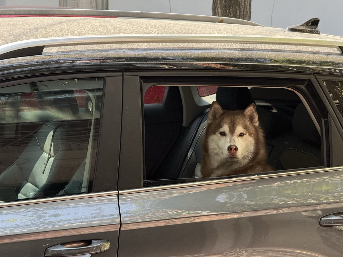 nalgazaki's tweet image. Pfff, dónde está el chofer carajo!?