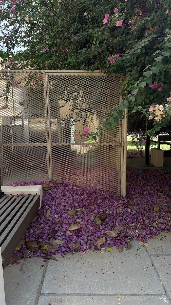 أسِيل🌧 tweet media