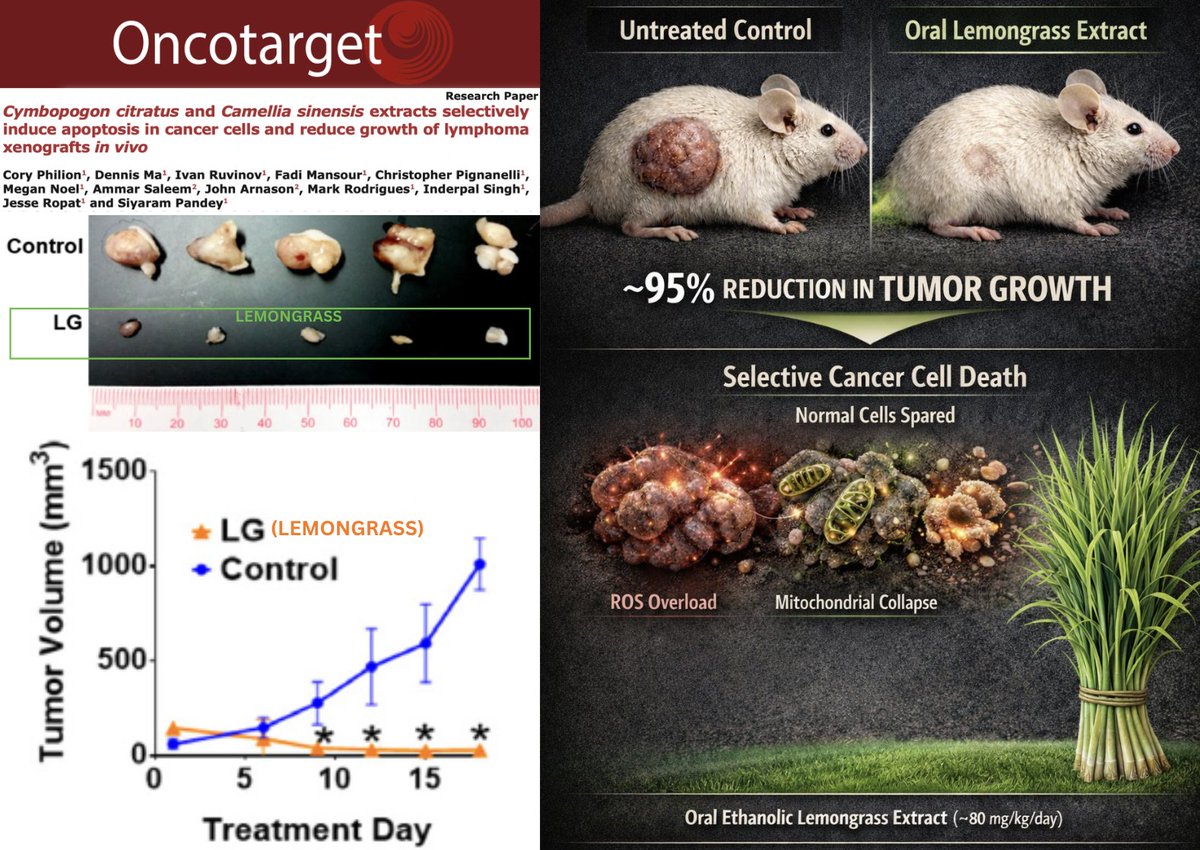 NicHulscher's tweet image. 🚨Lemongrass Extract Cuts Human Lymphoma Tumor Growth in Mice by ~95% Without Toxicity

A peer-reviewed study finds that a common plant extract selectively eliminates human cancer cells while sparing normal cells ⬇️

Mice were implanted with human non-Hodgkin’s lymphoma cells.…