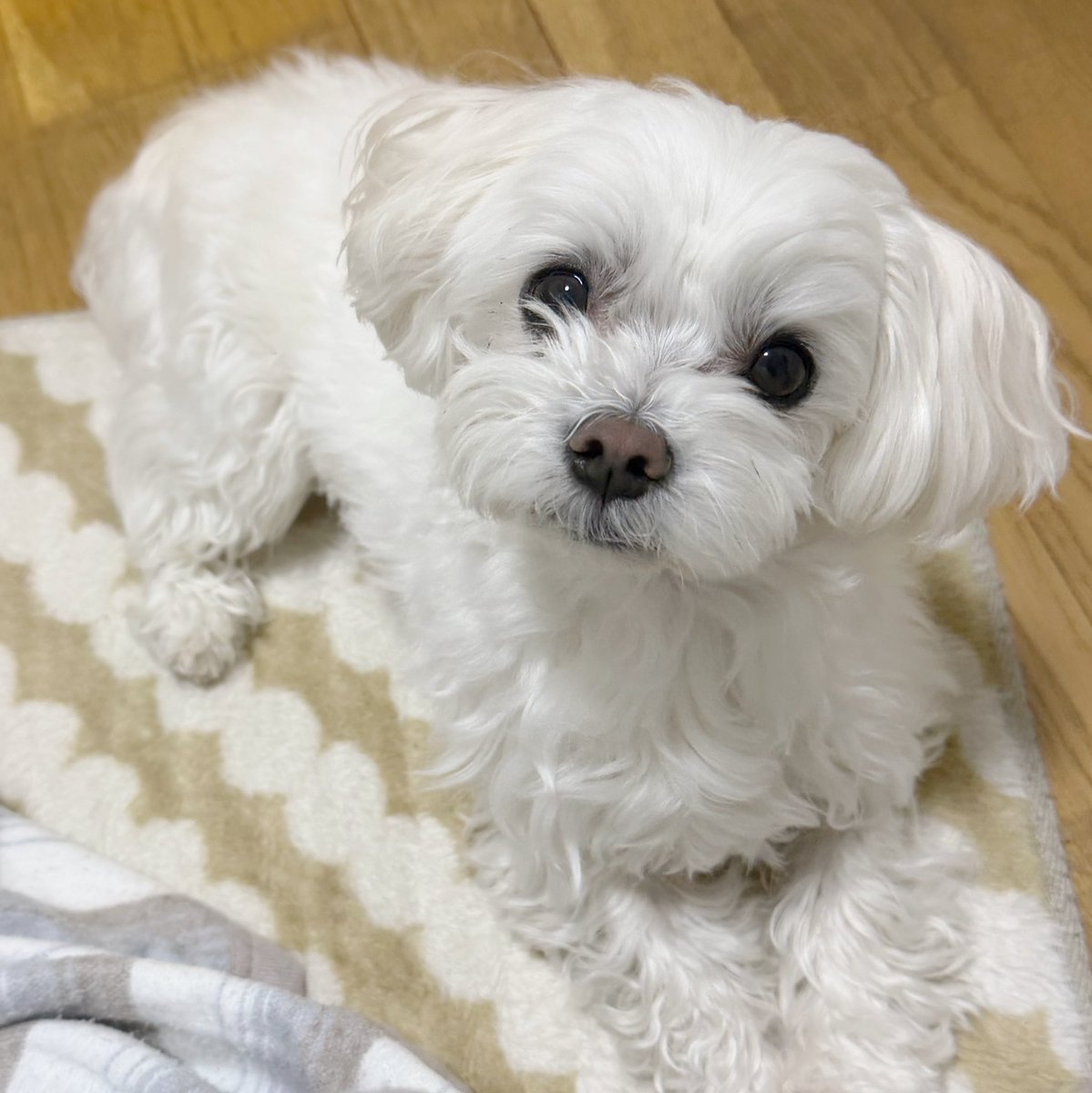 🌸.∘ のんちゃん 🐰*⋆ฺ (@nonnon8305) / Posts / X