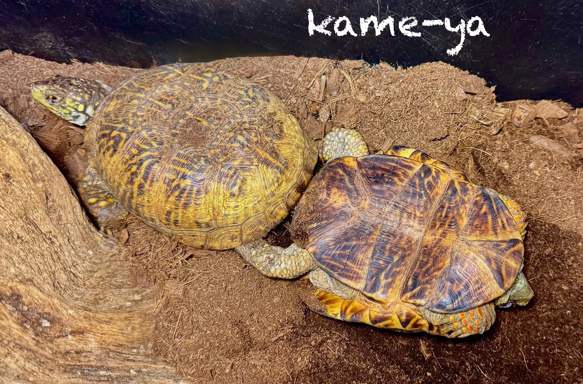 kame-yaナオ (@fenwick555) / Posts / X