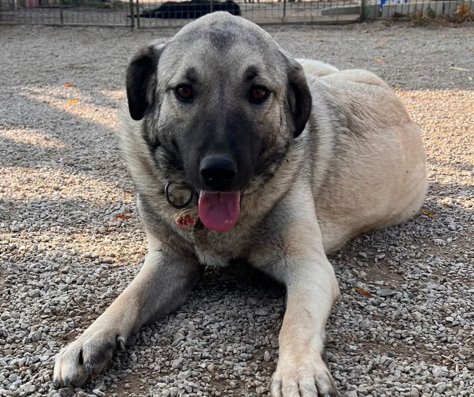 DogDeskAction's tweet image. Good morning from me &amp;amp; Sean☕

Start the day with gratitude, carry empathy through every moment, and end it knowing you did your best. That’s enough. 🤍
#KindnessMatters #MakeADifference #DoGood