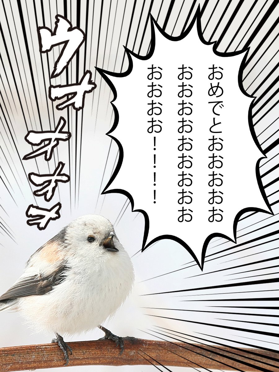 daily_simaenaga's tweet image. 成人をむかえたみんなへ