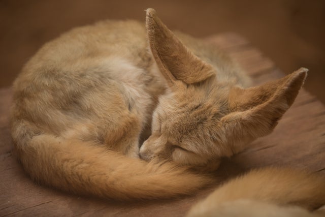 Fennec Every Hour! (@fenneceveryhr) on Twitter photo 