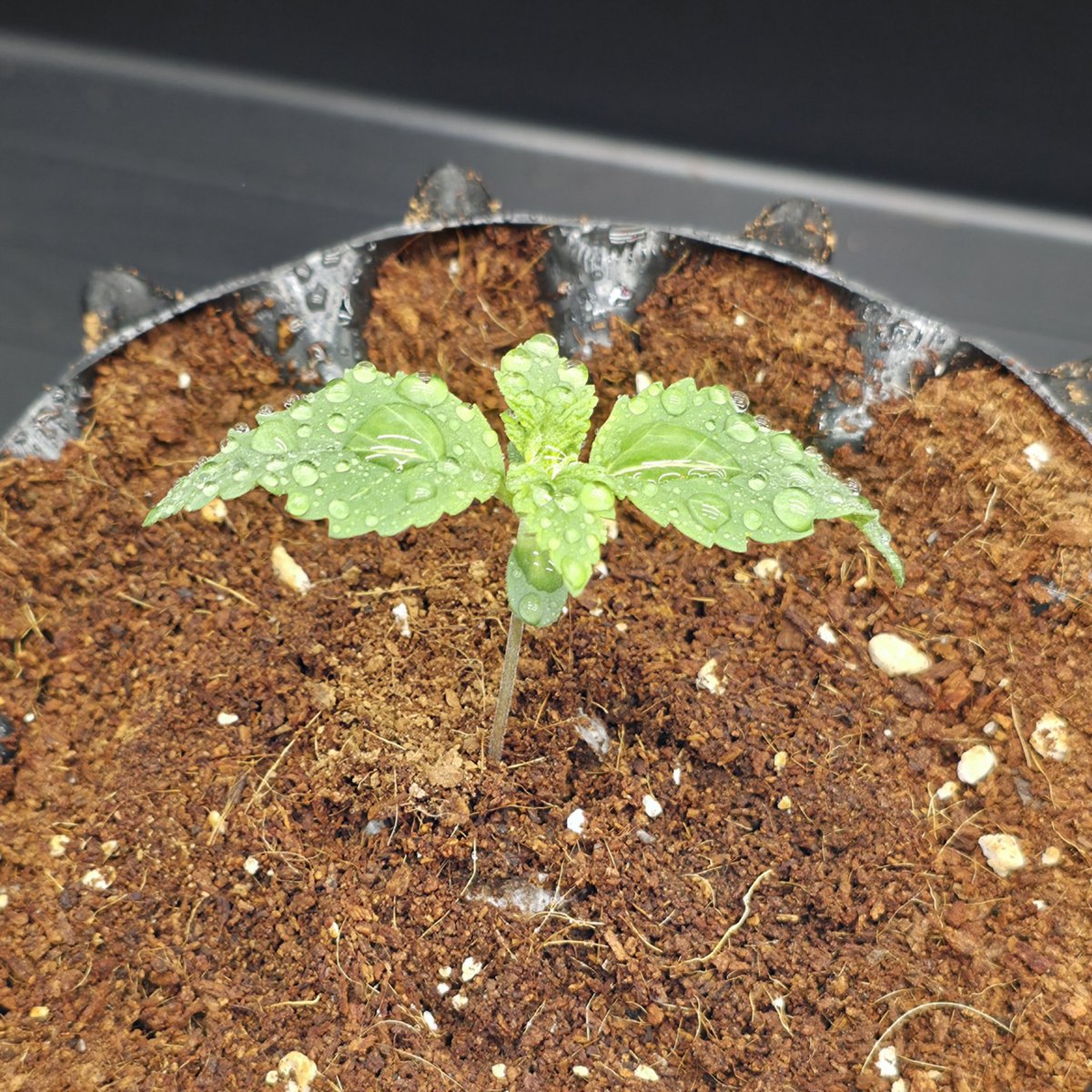 PMD486's tweet photo. They are now exactly one week old &amp; looking pretty good. Starting tomorrow, I will leave the lid off so they can enjoy the light breeze from the fan.

I'm curious to see how it goes this time, as I had quite a few problems last year (cocs substrate)

#FrenchCookies #THSeeds #grow https://t.co/DIzVN4ou3r