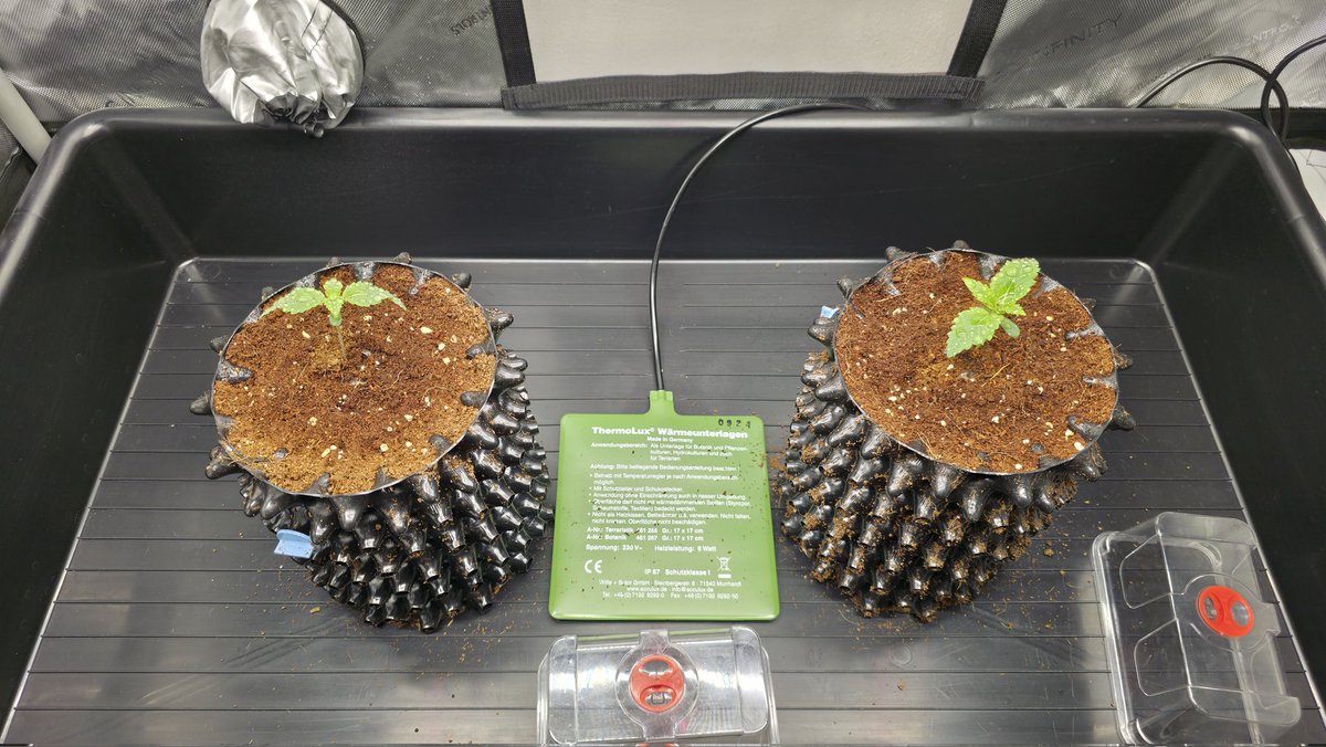 PMD486's tweet photo. They are now exactly one week old &amp; looking pretty good. Starting tomorrow, I will leave the lid off so they can enjoy the light breeze from the fan.

I'm curious to see how it goes this time, as I had quite a few problems last year (cocs substrate)

#FrenchCookies #THSeeds #grow https://t.co/DIzVN4ou3r
