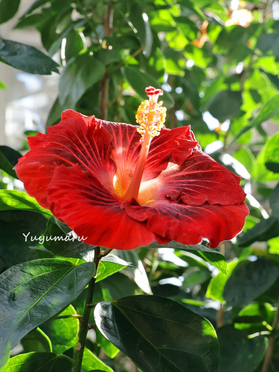 ZカズミRS (@Z1kS8n) / Posts / X