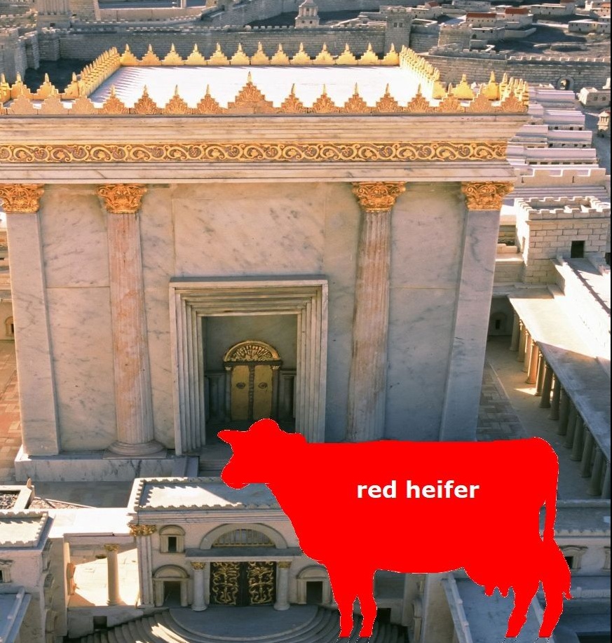 ercanharmanci's tweet photo. #RedHeifer https://t.co/TOAAGQIA1h