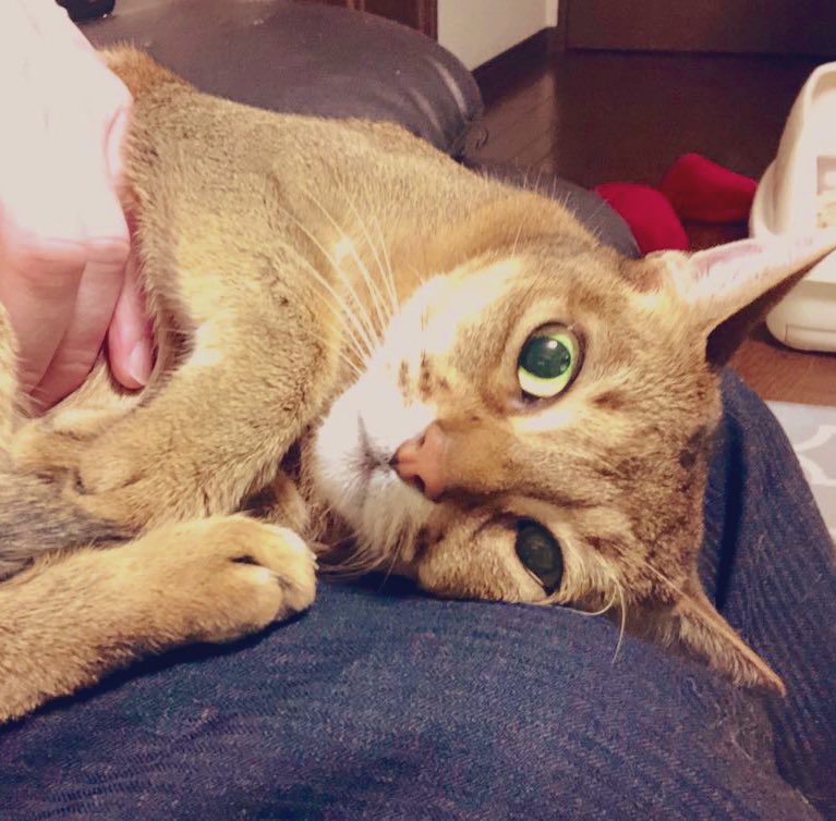 ねこ男爵 (@LunaCat_Baron) / Posts / X