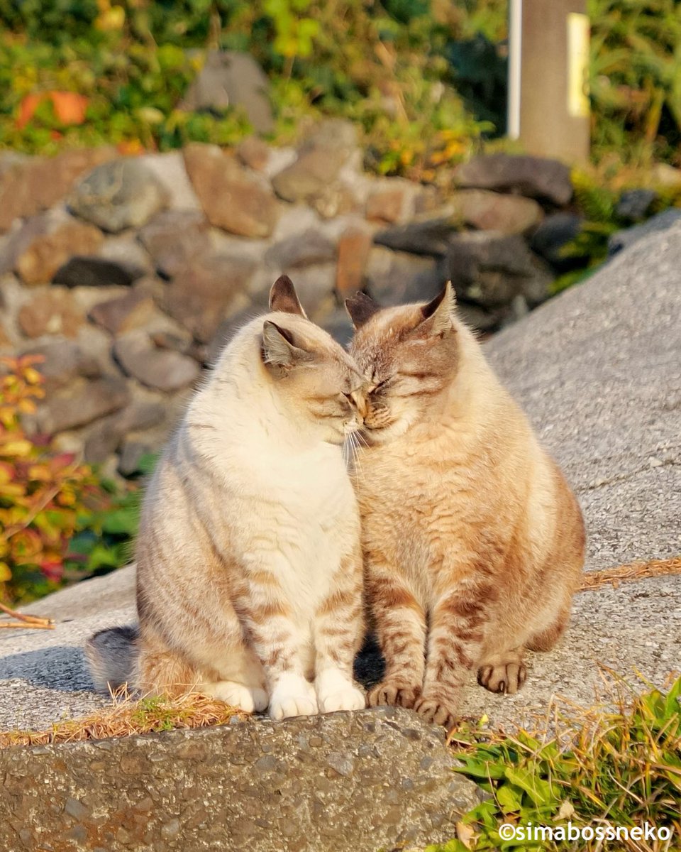 simabossneko 写真集「島にゃんこ」発売中 tweet media
