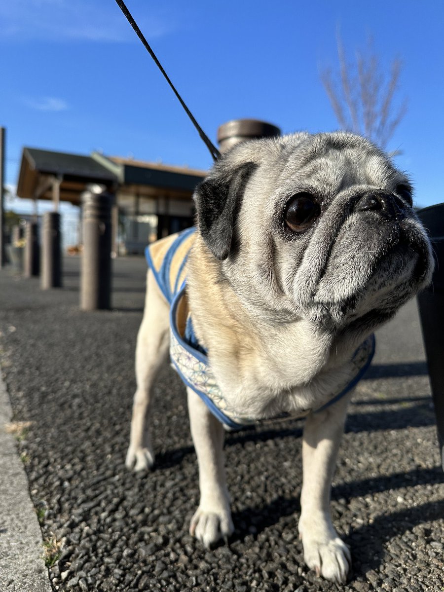 パグの飼い主 (@Pug_momo0823) / Posts / X