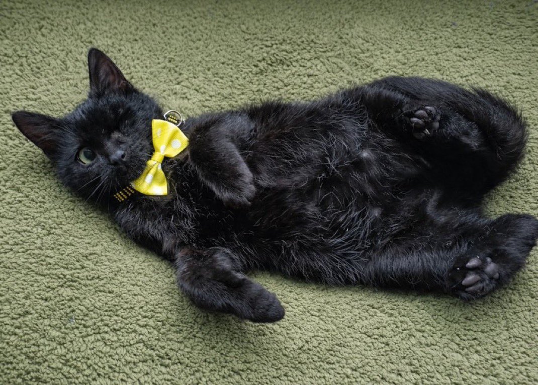 Yuvamı arıyorum.
Yaklaşık 3 aylık yakışıklı bir delikannıyım.
Oyuncuyum, başka kedilerle sosyalim. Yeter ki oynayacak meşgalem olsun vaktin nasıl geçtiğini anlamam.
Kedinize arkadaş mı arıyorsunuz, evinize neşe mi gelsin istiyorsunuz?

Ankara Tokat Samsun

<a href="/gelpisip/">Gülçen</a>