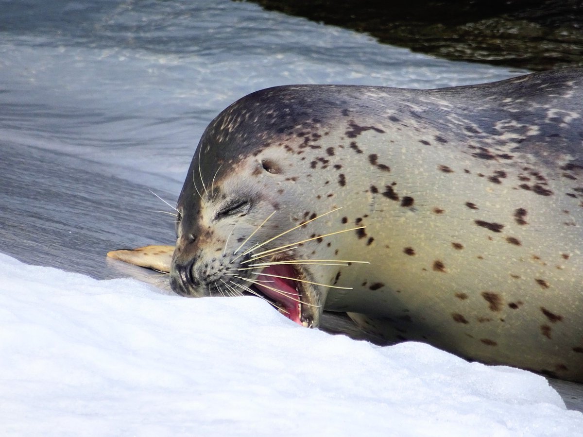 gao_ni_sumitai's tweet image. 雪を食べるゆきちゃん
2029. 1. 11.
#旭山動物園 #ゴマフアザラシ #ゆき