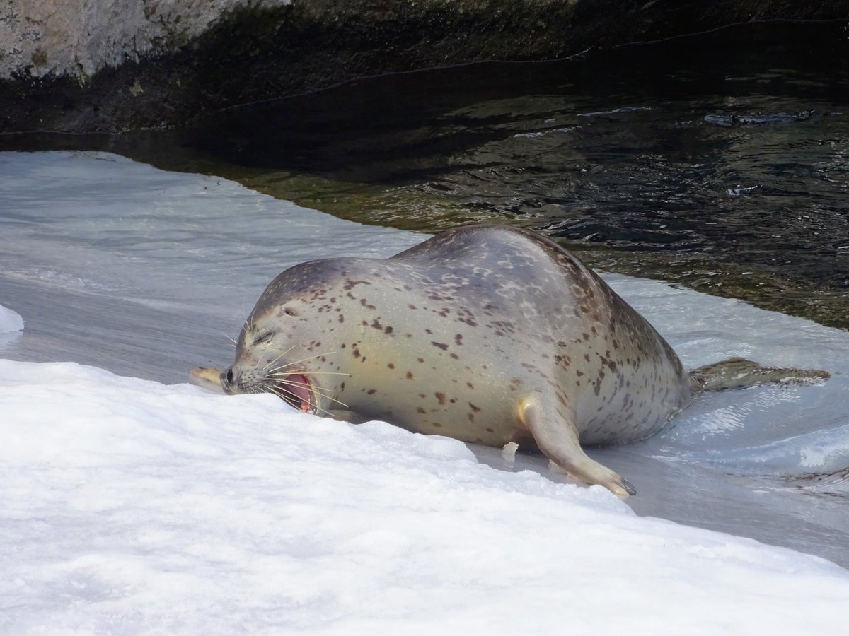 gao_ni_sumitai's tweet image. 雪を食べるゆきちゃん
2029. 1. 11.
#旭山動物園 #ゴマフアザラシ #ゆき